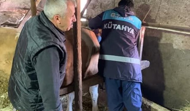 Kütahya Domaniç Kırık Köyünde hayvanlara şap ve brucella aşısı yapıldı