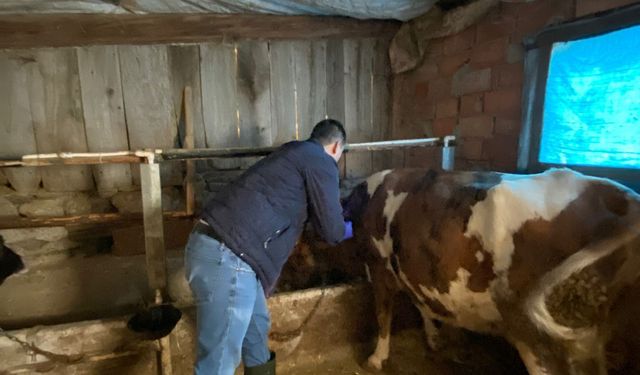 Kütahya Domaniç’te büyükbaş hayvanlara aşılama yapıldı