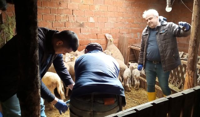 Kütahya Domaniç’te küçükbaş hayvanlara aşılama çalışması