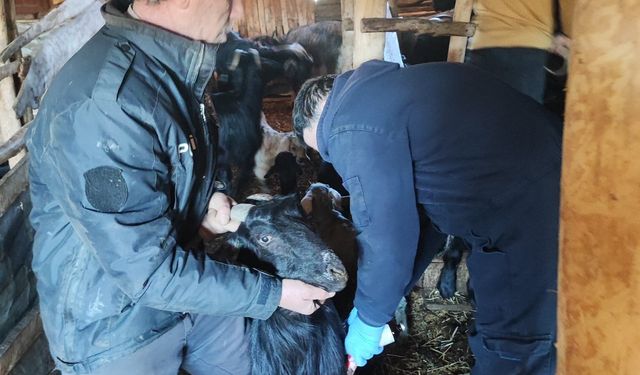 Kütahya Şaphane’de küçükbaş hayvanlara aşılama yapıldı