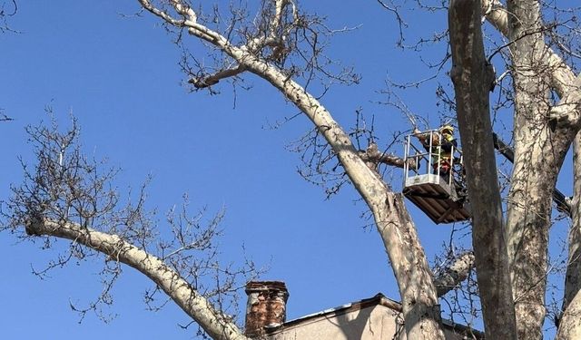 Kütahya’da asırlık çınarlar bahara hazırlanıyor