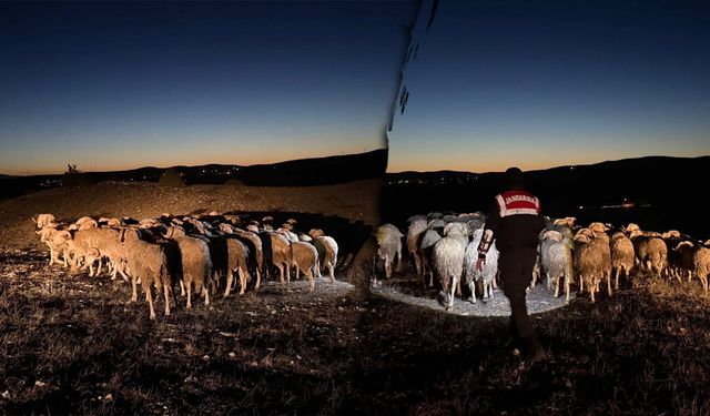 Kütahya'da muhtarın koyunları firarda