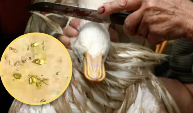 Midesinden altın çıkan ördek şaşırttı