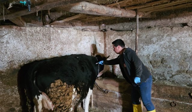Kütahya Emet’te Büyükbaş hayvanlara aşılama ve küpeleme