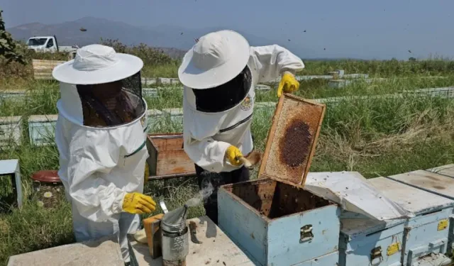 Aydın Kuyucak’ta üretilen arı kovanları dünya pazarında