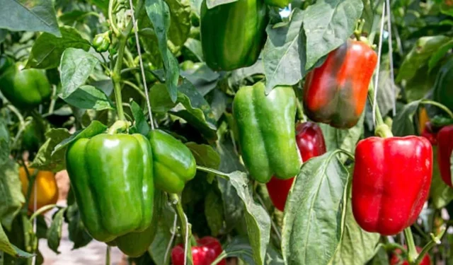 "Birlikte ekim" ile verimliliği artan 9 bitki