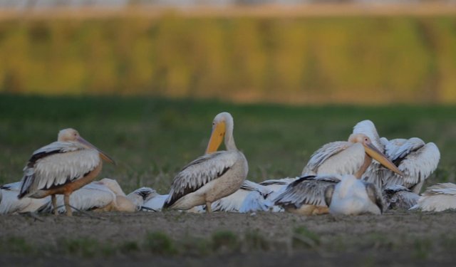 Bursa Karacabey’de taşkın alanları göçmen kuşlara yuva oldu