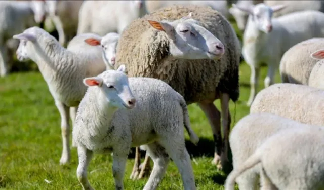 Kırsalda Küçükbaş Destek Projesi başvuruları başladı