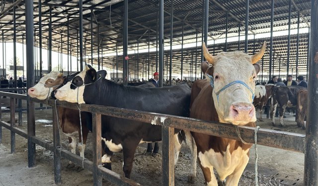 Kurban bağışında “sahte dernek” riski: Sahte dernekler nasıl ayırt edilir?