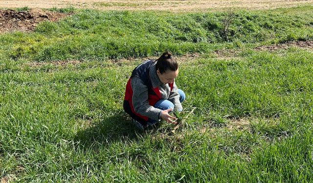 Kütahya Altıntaş’ta hububatlarda fenolojik gözlem