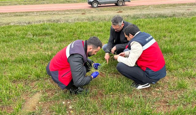 Kütahya Çavdarhisar’da hububat çalışmaları