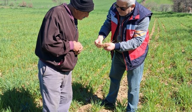 Kütahya Gediz’de hububat alanlarında hastalık kontrolleri