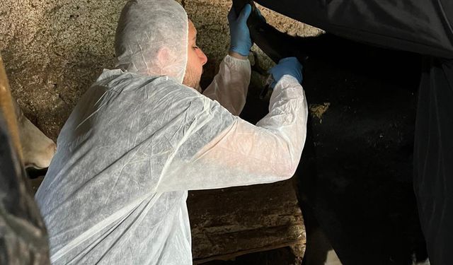 Kütahya Gediz’de şap hastalığı için numune alındı