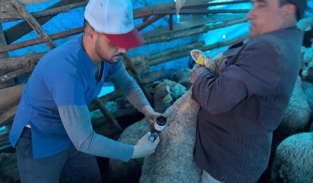 Kütahya Pazarlar’da küçükbaşlara aşılama sürüyor