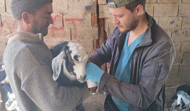 Kütahya Şaphane’de küçükbaş hayvanlara aşılama