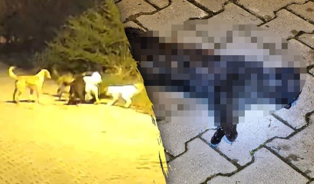 Kütahya’da bir mahalle, sahipsiz sokak köpeklerinden dertli