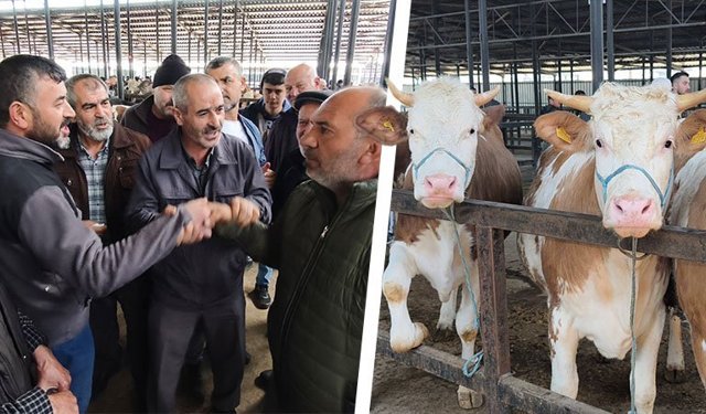 Kütahya’da canlı hayvan pazarında kurbanlık telaşı başladı