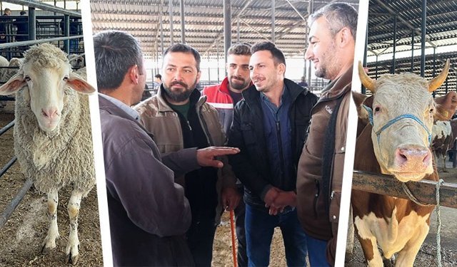 Kütahya’da kurbanlık fiyatlarında son durum