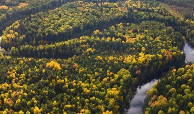 Kuzey Denizi’nde 16 bin yıllık orman izleri keşfedildi