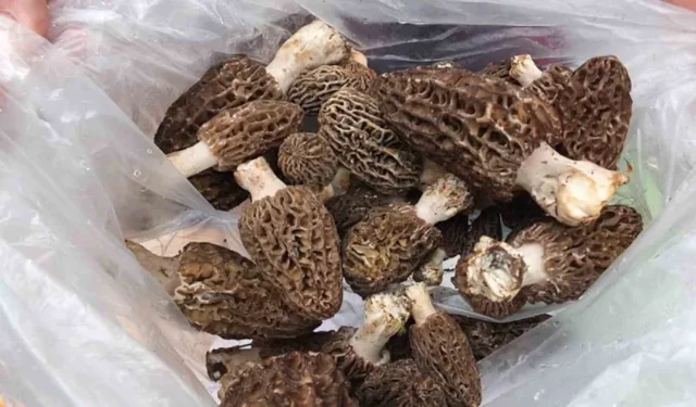 Kuzu göbeği mantarı hasadı başladı: Kilosu 2 bin lira
