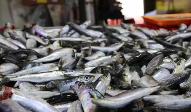 Nisan ayında hangi balıklar tüketilmeli