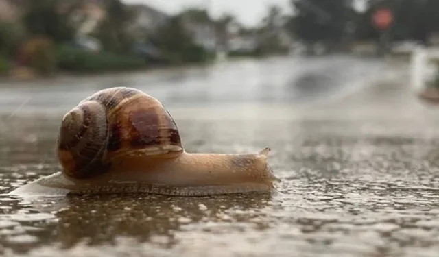 Salyangozlar yağmurdan sonra neden ortaya çıkar?