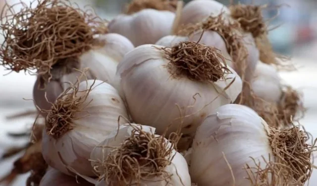 Sarımsak bu yöntemle 2 yıl taze kalabilir