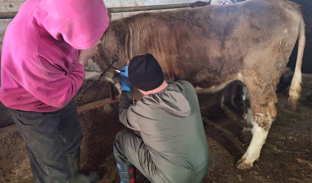 Tavşanlı’da şap hastalıklarına saha çalışmaları yapıldı
