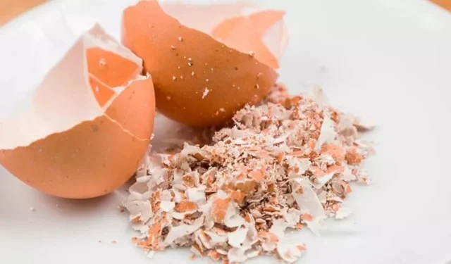 Yumurta kabuklarını atan kalmadı: Herkes tozlaştırıyor