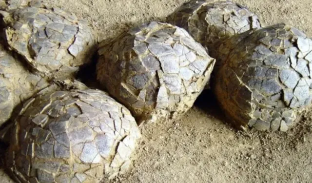 72 milyon yıllık tarihi keşif! 100 adet bulundu
