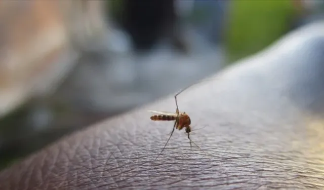 Eve giren sineklerin nedeni ortaya çıktı