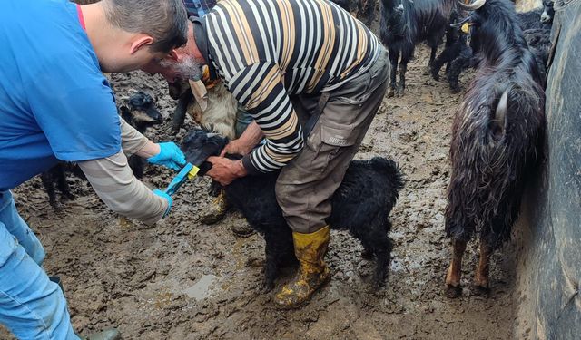 Kütahya Domaniç'te küçükbaş hayvanlar aşılandı