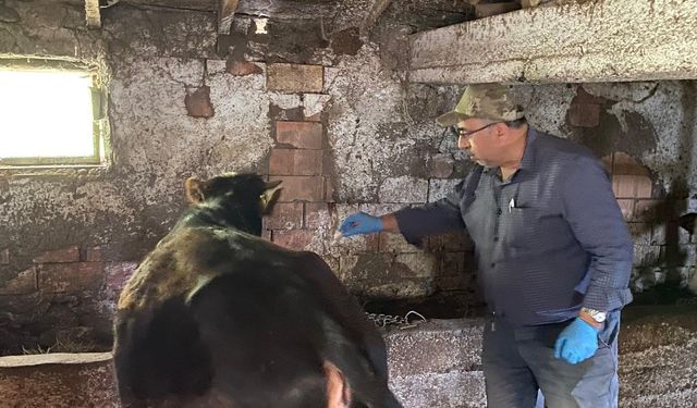 Kütahya Emet’te büyükbaş hayvanlara aşılama çalışması