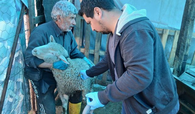 Kütahya Emet’te küçükbaş hayvanlara aşılama sürüyor