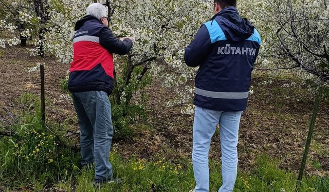 Kütahya Gediz’de meyve bahçelerinde denetimler sürüyor