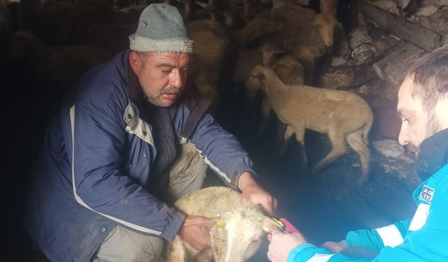 Kütahya İkizhüyük’te aşılama ve küpeleme çalışmaları