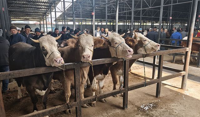 Kütahya'da canlı hayvan pazarında padok başvuruları başladı