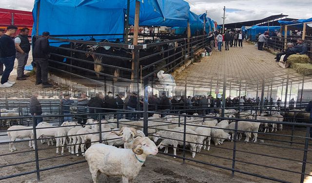 Kütahya’da canlı hayvan pazarında son durum