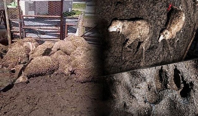 Kütahya’da kurt saldırısı, çok sayıda koyun telef oldu