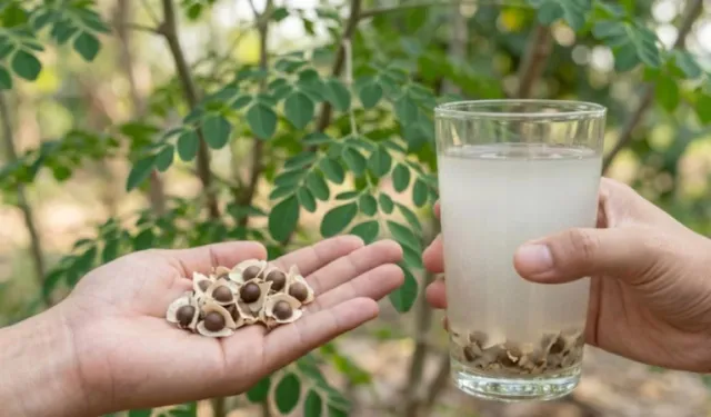 Moringa tohumu suyu yüzde 98 temizliyor