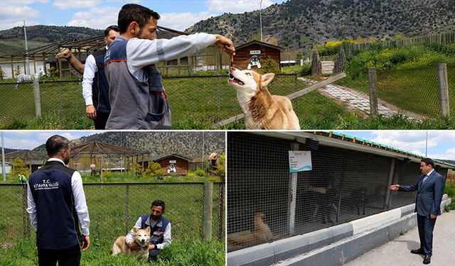 Vali Işın, Kütahya'da toplanan köpek sayısını açıkladı