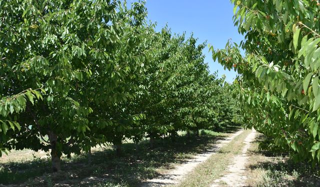 Sultandağı kirazında rekolte ve ihracat umudu