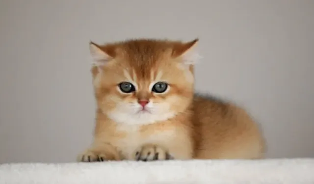 Kedi sahipliği ile şizofreni riski arasında bağlantı iddiası