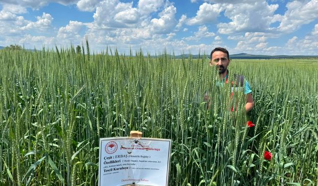 Kütahya Çavdarhisar’da buğday alanları kontrol edildi