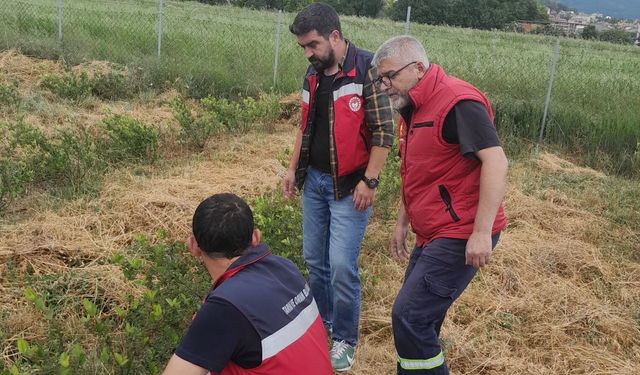 Kütahya Domaniç’te Aronya bahçesine fenolojik takip