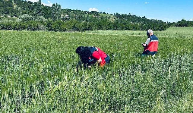 Kütahya Pazarlar'da hububat alanlarda fenolojik gözlem