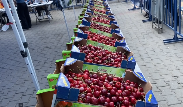 Manisa Alaşehir’in “en iyi kirazı” belli oldu