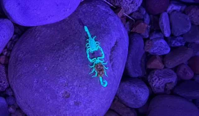 Mor ışıkta dans eden akreplerin gizemi çözüldü