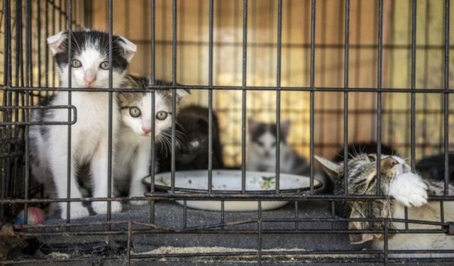 Vietnam’da 400’den fazla kedi kurtarıldı