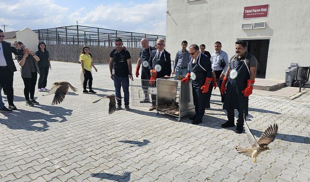 Afyonkarahisar'da tedavisi tamamlanan yırtıcı kuşlar doğaya bırakıldı
